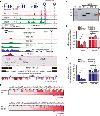 A novel cis-regulatory element regulates αD and αA-globin gene expression in chicken erythroid cells
